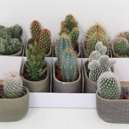 Кактус Амадора Ovaal # ( Cactus Amadora Ovaal # ) W 15 см H 1 см