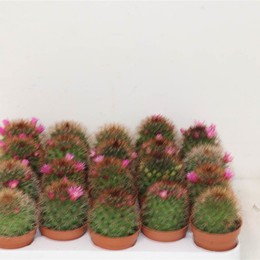 Кактус Blouiend Mixed ( Cactus Bloeiend Mixed ) W 5,5 см H 1 см