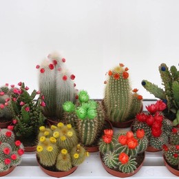 Кактус Украшенный ( Cactus Decorated ) W 10,5 см H 30 см
