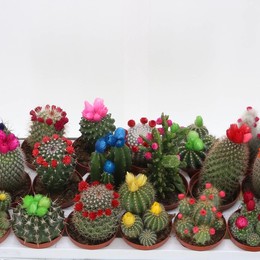 Кактус Украшенный ( Cactus Decorated ) W 8,5 см H 30 см
