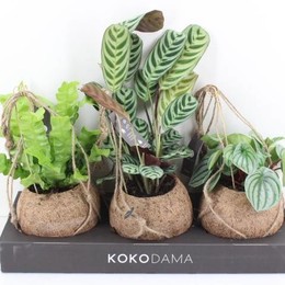 Arr3 Kokoplant Kds17-Джунгли Смешанные 17см ( Arr3 Kokoplant Kds17 - Jungle Mixed 17cm ) W 17 см H 7