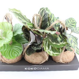 Arr3 Кокоплант-Калатея Люкс Смешанный ( Arr3 Kokoplant - Calathea Luxe Mixed ) W 17 см H 30 см