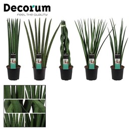 Сансевиерия Цилиндрическая 17 См Смешанная (приличная) ( Sansevieria Cylindrica 17 Cm Mixed (decorum
