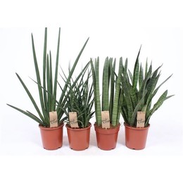 Сансевиерия Люкс Смешанная ( Sansevieria Luxe Mixed ) W 17 см H 70 см