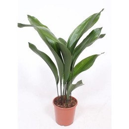 Аспидистра Элатиор ( Aspidistra Elatior ) W 17 см H 70 см