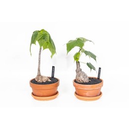 Фирмиана цветная ( Firmiana Colorata ) W 17 см H 35 см