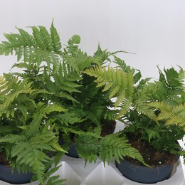 Дриоптерис Эритрозо ( Dryopteris Erythroso ) W 20 см H 50 см