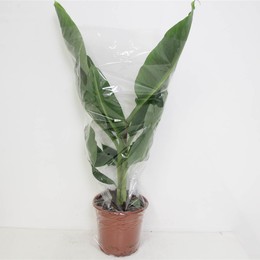 Муса Карлик Кавендиш ( Musa Dwarf Cavendish ) W 21 см H см