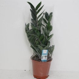 Замиокулькас Замиифол ( Zamioculcas Zamiifol ) W 21 см H см 1
