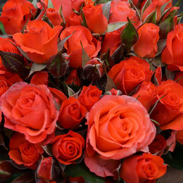 Rosa Tr Alegria (Роза Тр Алегрия) В60 ROSE HILL