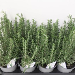 Розмарин лекарственный ( Rosmarinus Officinalis ) W 14 см H 35 см