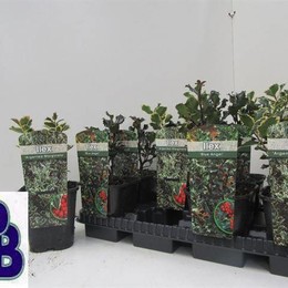 Падуб Другой ( Ilex Other ) W 14 см H 30 см