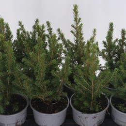 Ель Glauca Conica ( Picea Glauca Conica ) W 13 см H 35 см