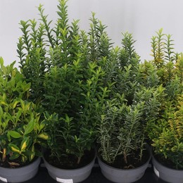 Евонимус Япончик Смешанный ( Euonymus Jap Mixed ) W 13 см H 30 см