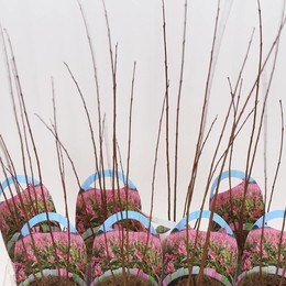 Саликс По-Фламандски ( Salix In Flamingo ) W 12 см H 45 см