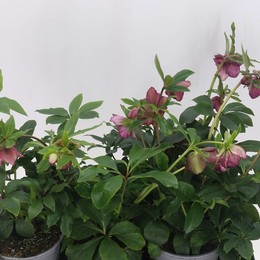 Хеллеборус Ориен ( Helleborus Orien ) W 17 см H 40 см