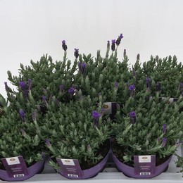 Лавандула С Анук ( Lavandula S Anouk ) W 17 см H 30 см