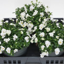 Виола Co Tw Белая ( Viola Co Tw White ) W 23 см H 30 см