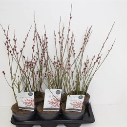 Гора Саликс. Асо ( Salix Mt. Aso ) W 17 см H 45 см