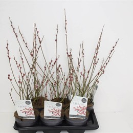 Саликс Ов ( Salix Ov ) W 17 см H 50 см