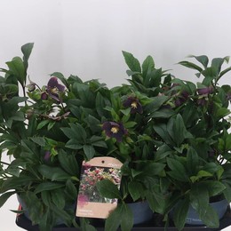 Хеллеборус Или Вив Виктория ( Helleborus Or Viv Victoria ) W 19 см H 45 см