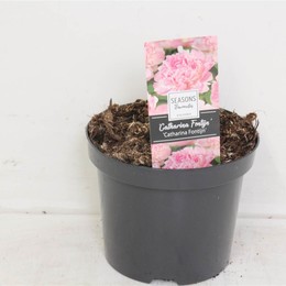Пион ( Paeonia ) W 19 см H 30 см