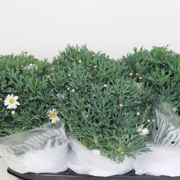Звезда Аргирантемума 2000 ( Argyranthemum Stella 2000 ) W 19 см H 40 см