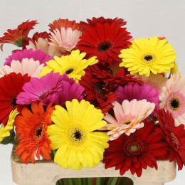 Gerbera Aqua Mixed (Гербера Аква Миксд) В45