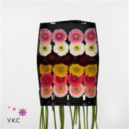 Gerbera mini Pomponi Mixed (Гербера мини помпони Микс) В45