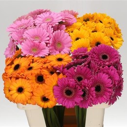 Гербера Микс (Gerbera mix) В55