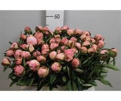 Paeonia L Gardenia (Пион Гардения) В55