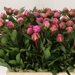 Paeonia dr alexander fleming( Пион др Александр Флеминг) В60