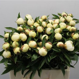 Paeonia Duchesse D Nemo (Пион Дюшес Д Немо) В50
