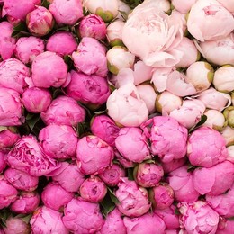 Paeonia mix bucket (Пион Микс букет) В55
