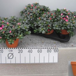 Rhododendron Si Mix (Рододендрон Си Микс) 13горш.