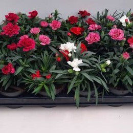 Гвоздика комнатная (Dianthus)