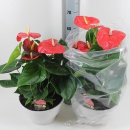 Anthurium An Aloha Red (Антуриум Алоха Ред) В17