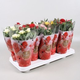 Rosa Favourite Gemengd (Роза Фаворит Геменд) В17