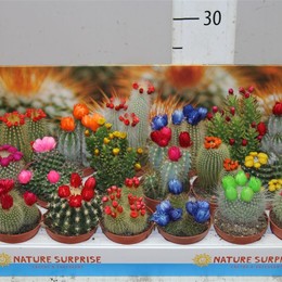 Cactus Versierd Strobloem Showdoos (Кактус Версирд Строблоем)