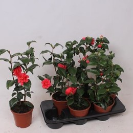 Camellia Japonica Gemengd (Камелия Японика Геменд)