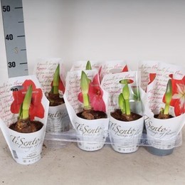 Hippeastrum Gemengd 1 Steel (Гиппеаструм Геменд 1 стил)