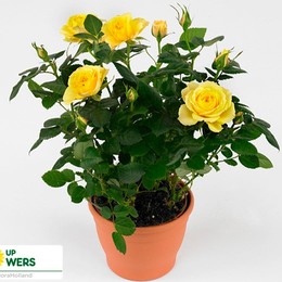 Rosa Jewel Geel (Роза Джевел Джил)