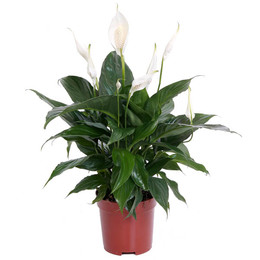 Spathiphyllum Bingo Cupido (Спатифиллум Бинго Купидо)