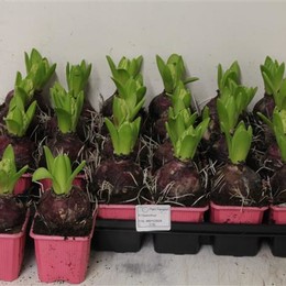 Hyacinth potted (Гиацинт Поттед) Irinaholl