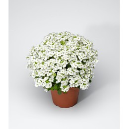 Arabis Bleph (Арабис Блеф) В12