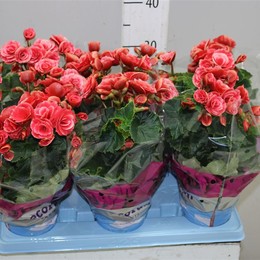 Begonia Du Borias (Бегония Ду Бориас) В12