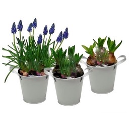 Bolbloemen Mix (Болбломен Микс) В7