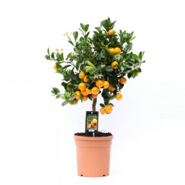 Citrus Calamondin Rek (Цитрус Каламондин Рек) В14
