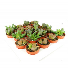 Lithops Op Rij Gemengd (Литопс Оп Ридж Геменд) В505