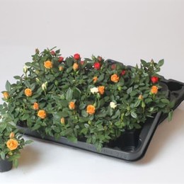Rosa Kordana Gemengd Mini (Роза Кордана Геменд Мини) В6